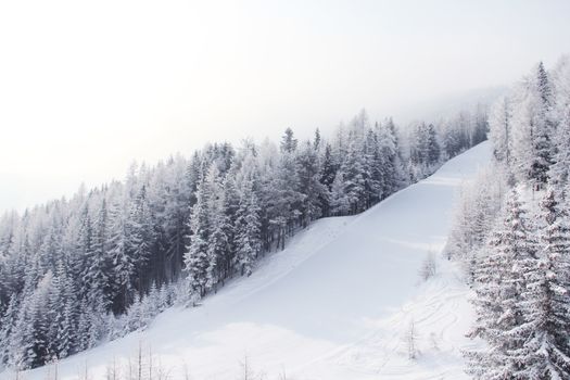 Slope in fir forest on the skiing resort Soelden Austria