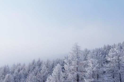 Beautiful snow covered spruce forest in winter mountains on the skiing resort Soelden Austria