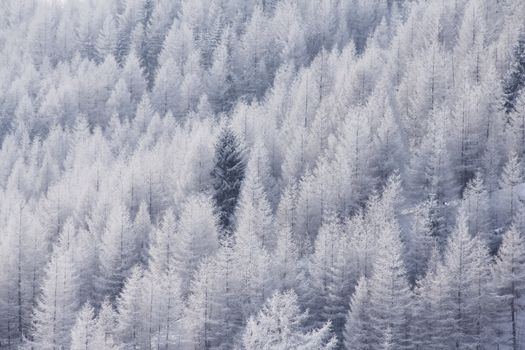 Beautiful snow covered spruce forest in winter mountains on the skiing resort Soelden Austria