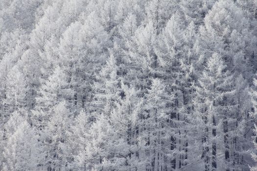 Beautiful snow covered spruce forest in winter mountains on the skiing resort Soelden Austria