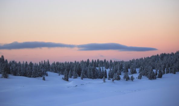 very beautiful winter landscape with fir trees white