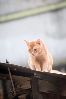 Cute Gold color Abyssinian cat spotted in hunting mood on the roof of a residential building. Black aggressive Cat's Eyes looking in attention to satisfy its natural hunting instincts. Close up. High Angel view.
