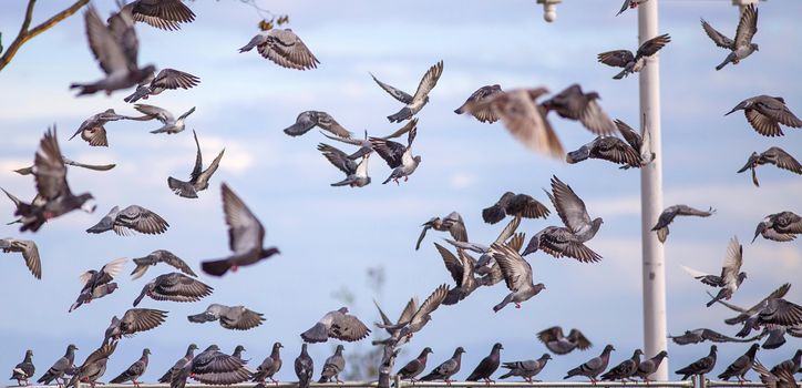 Large flock of pigeons taking flight against a blue sky.