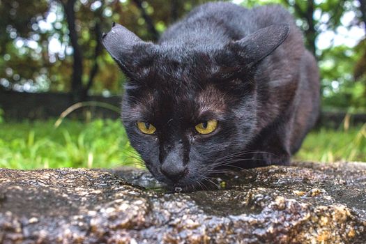 Stray cat drinking water from a puddle.