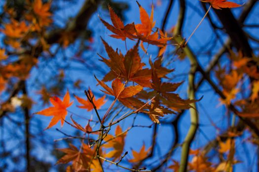 Close up of autumn leaves (Japanese maple)