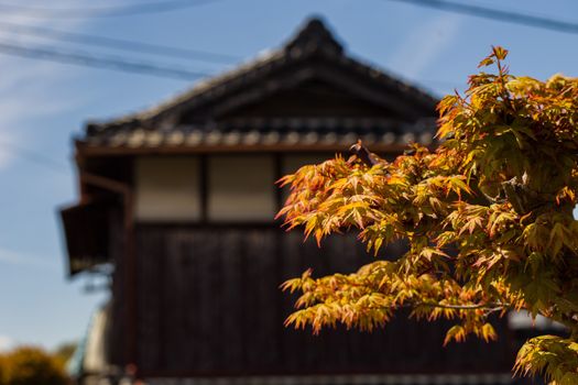 Japanese maple leaves showing their autumn colors in front of a traditional Japanese house.