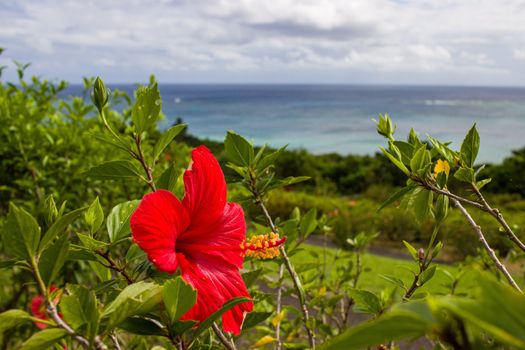 Beautiful nature including Red Hibiscus flower and lush green landscape on Ishigaki island, Okinawa.