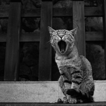 Yawning cat in black & white.