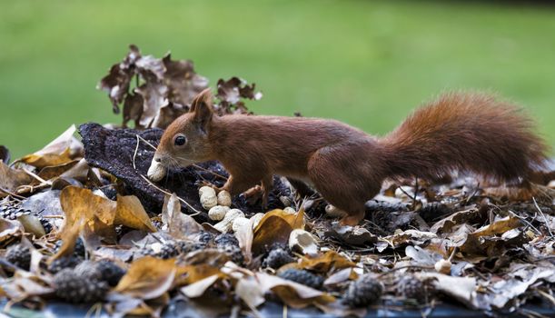 red squirrel looking for seeds and other foods and find peanuts on garden table