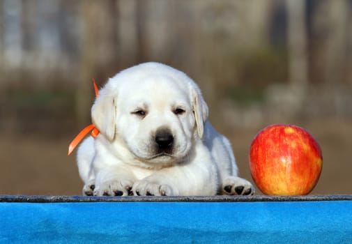 the little labrador puppy on a blue background