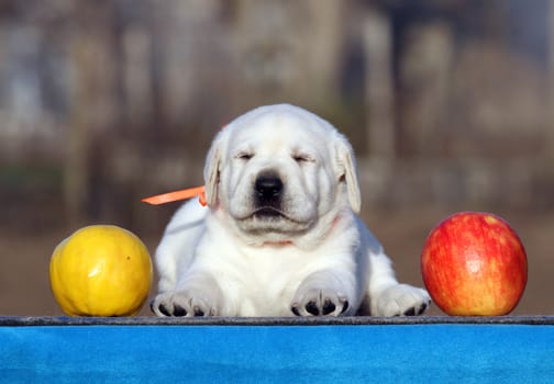 little labrador puppy on a blue background