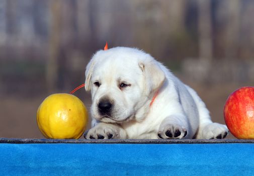 sweet little labrador puppy on a blue background