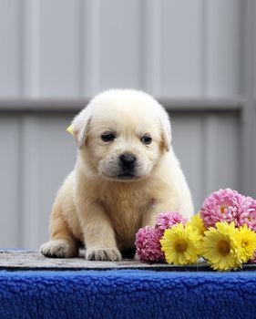 nice sweet little labrador puppy on a blue background