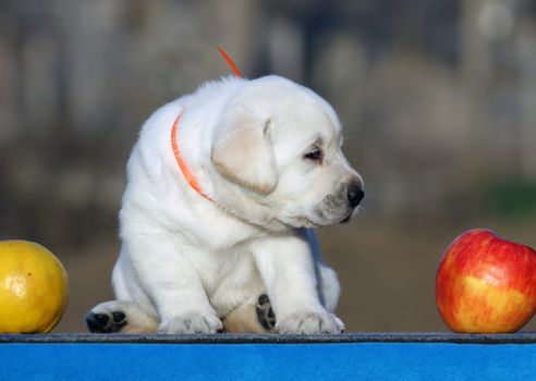 a sweet little labrador puppy on a blue background