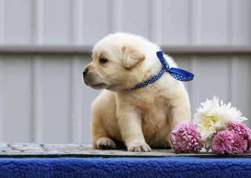 the nice sweet little labrador puppy on a blue background