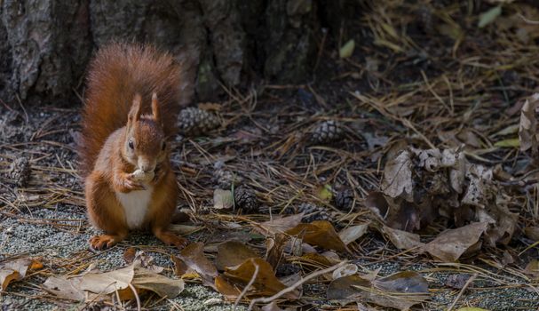 red squirrel looking for seeds and other foods and find peanuts on garden table
