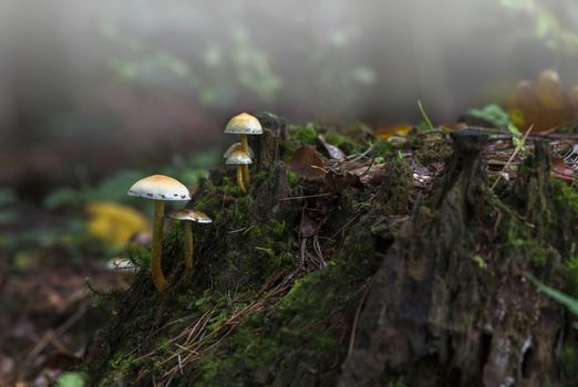 Small beautiful mushrooms likely the of Honey fungus (Armillaria mellea) growing on a stump close up against a background of trees in the forest with hazy mist as background