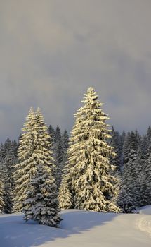 very beautiful winter landscape with fir trees white