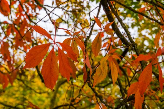 orange maple leaves during autumn season, colorful foliage in fall colors, Seasonal nature background