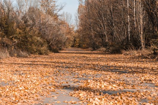 empty street with trees and fallen leaves in the autumn in the city of Chernobyl Ukraine