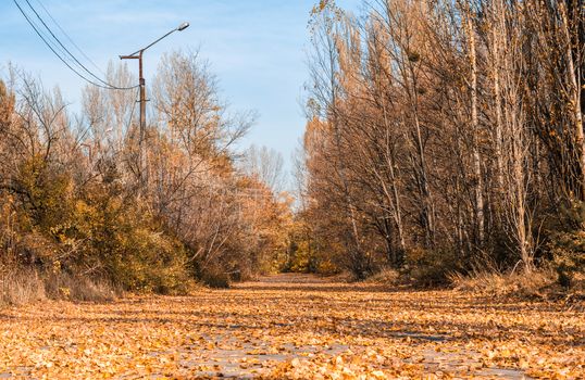 deserted street of the abandoned city of Chernobyl with trees with a lamppost and fallen yellow leaves in autumn
