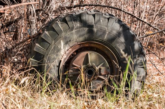 big old car wheel in the forest in Chernobyl Ukraine in autumn