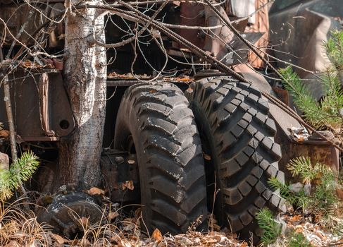big car wheels near a tree in a forest in Chernobyl Ukraine in autumn