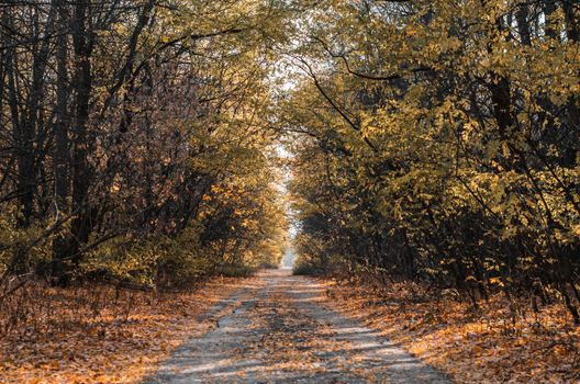 street alley with trees and fallen leaves in the abandoned city of Chernobyl Ukraine in autumn