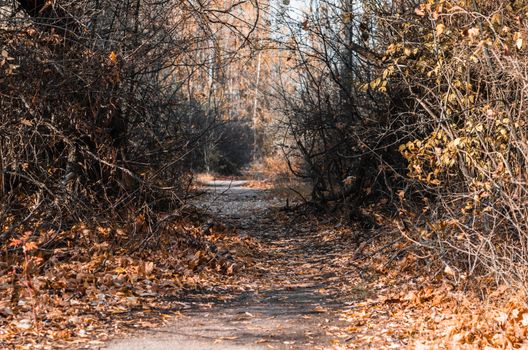 street in the abandoned city of Chernobyl Ukraine in autumn