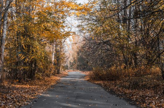 road street with trees in the abandoned city of Chernobyl Ukraine in autumn