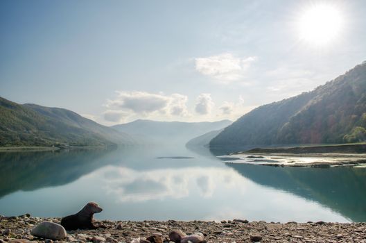background landscape one dog on a lake beach near mountains and green forest with rays of sun in the skies of Georgia in autumn