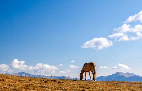 horse on a background of mountains and sky with clouds in Georgia in the afternoon in autumn
