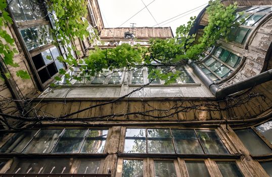 windows of old tall house with vine and grape leaves in Tbilisi Georgia