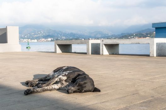 spotted dog resting sleeps on the promenade in Georgia in Batumi
