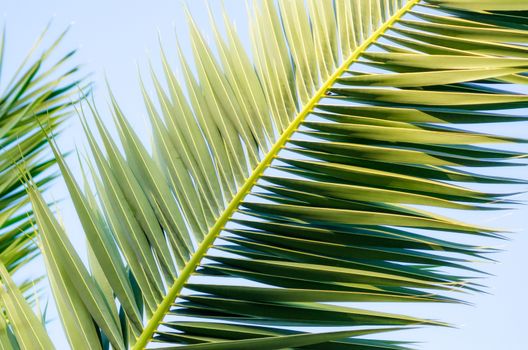 tropical background pattern green palm tree branch closeup in isolation