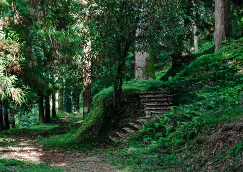 green forest with tall trees and a path with stone steps in Georgia in the afternoon in autumn