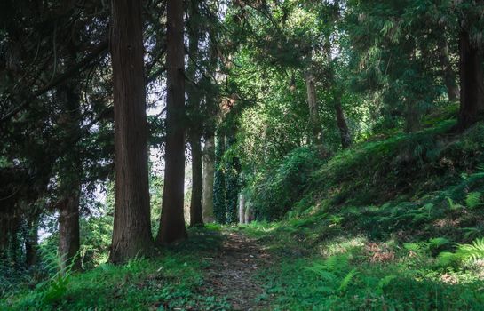 green forest with tall trees and footpath in Georgia in the afternoon in autumn