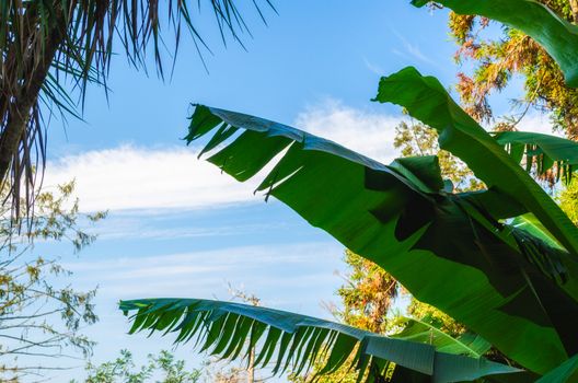 tropical background pattern green fresh juicy palm leaves on a background of blue sky and white clouds