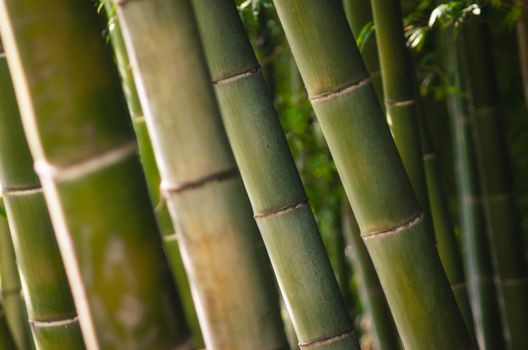 background green bamboo trunk forest close up