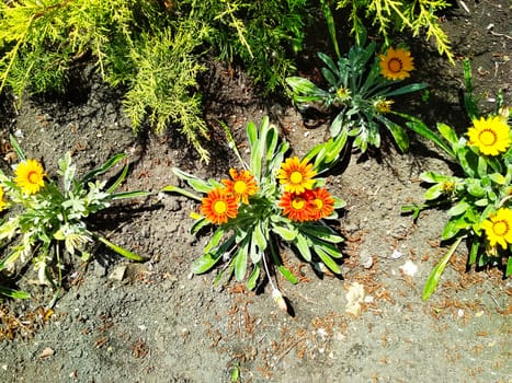 
Orange and yellow flowers with green leaves in a flowerbed.