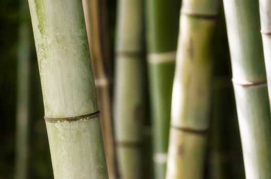 background pattern green bamboo garden closeup