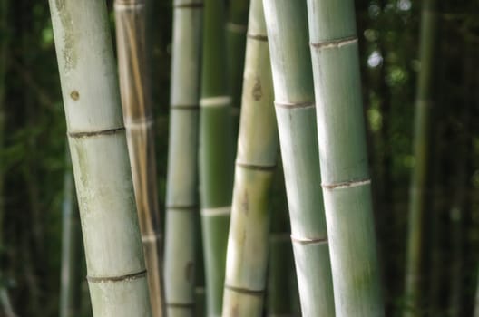 background pattern green bamboo grove closeup