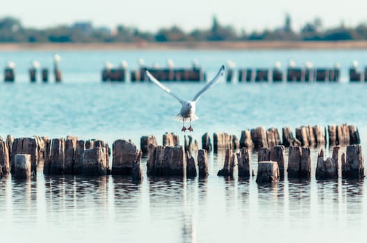 flying bird seagull over wooden posts in calm water of a lake in the afternoon autumn