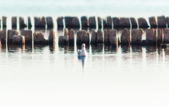one bird a seagull on the water in the sea on the background of wooden posts in the water