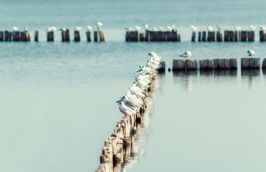 seagull birds sit on wooden posts in calm water of the lake in the afternoon autumn