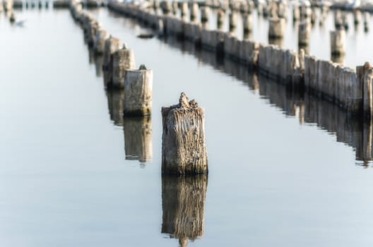 wooden posts in calm lake water in the afternoon autumn