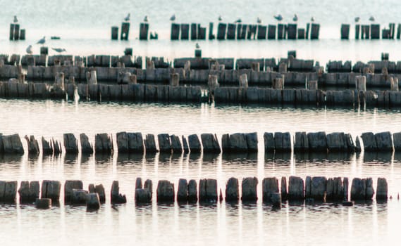 birds seagulls on wooden stumps in water