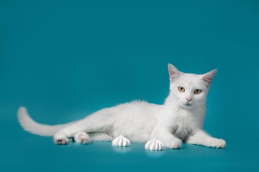 white contented cat lies on a turquoise background next to sweet meringues