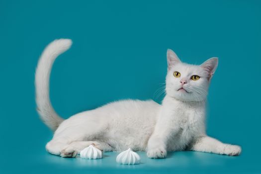 white contented cat lies on a turquoise background next to sweet meringues