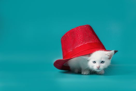white kitten under a red summer hat on a turquoise background